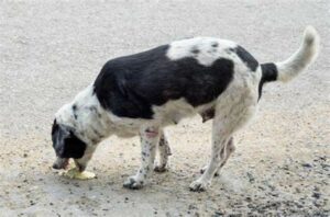 la gastrite chez le chien